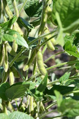 Fototapeta na wymiar Soybean Plant