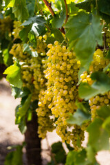 Fototapeta premium Clusters of grapes close up. Vineyard before harvest. Ripe harvest for drying raisins. Hot Summer. View from above.