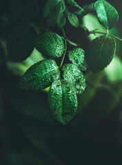 Branch with defocused green leaves. Paper looks like water drops in nature. Dark background with blur in high quality