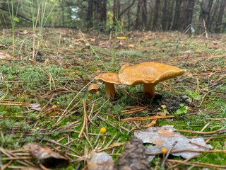 mushrooms in the forest
