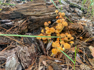mushrooms on the tree
