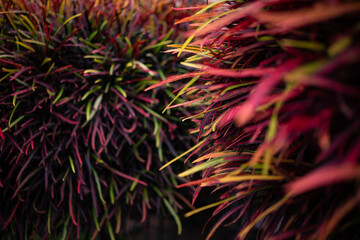 Fire croton or codiaeum variegatum foliage. Narrow leaves of Zanzibar croton