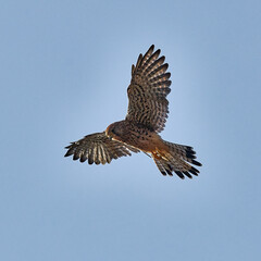 osprey