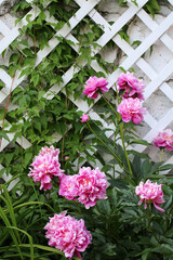 A bush of pink peonies grows in the garden near a white lattice. Summer, nature.