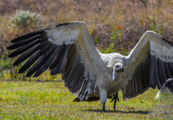 Cape Griffon vulture in Drakensberg South Africa