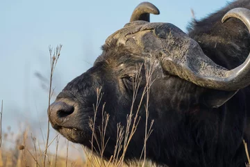 Crédence de cuisine en verre imprimé Parc national du Cap Le Grand, Australie occidentale African Buffalo bull portrait with big horns