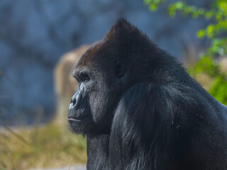 An isolated and lonely silverback gorilla