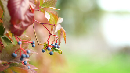 Wild grapes with fruits in color are swaying in the wind on the fence. Bright autumn colors background