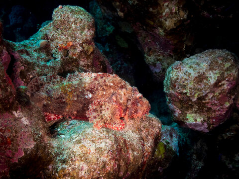 Tasseled Scorpionfish (Scorpaenopsis oxycephala), firefish or goblinfish on a reef in the Red Sea, Egypt.  Underwater photography and travel.