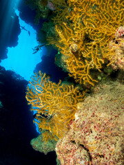 Colorful coral reef of the Red Sea, Egypt.  Underwater photography and travel.
