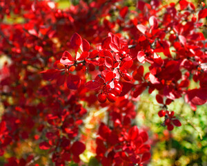 red background