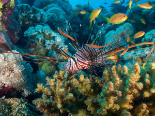 Naklejka na ściany i meble Red lionfish (Pterois volitans) or zebrafish is a venomous coral reef fish in the Red Sea, Egypt. Underwater photography and travel.