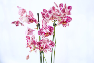 Naklejka na ściany i meble pink and white orchid