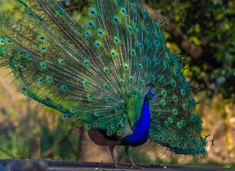Obraz premium Peacock or male peafowl dancing during courtship and displaying beautiful colors