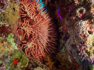 Crown-of-thorns sea stars (Acanthaster planci) in the Red Sea, Egypt.  Underwater photography and travel.