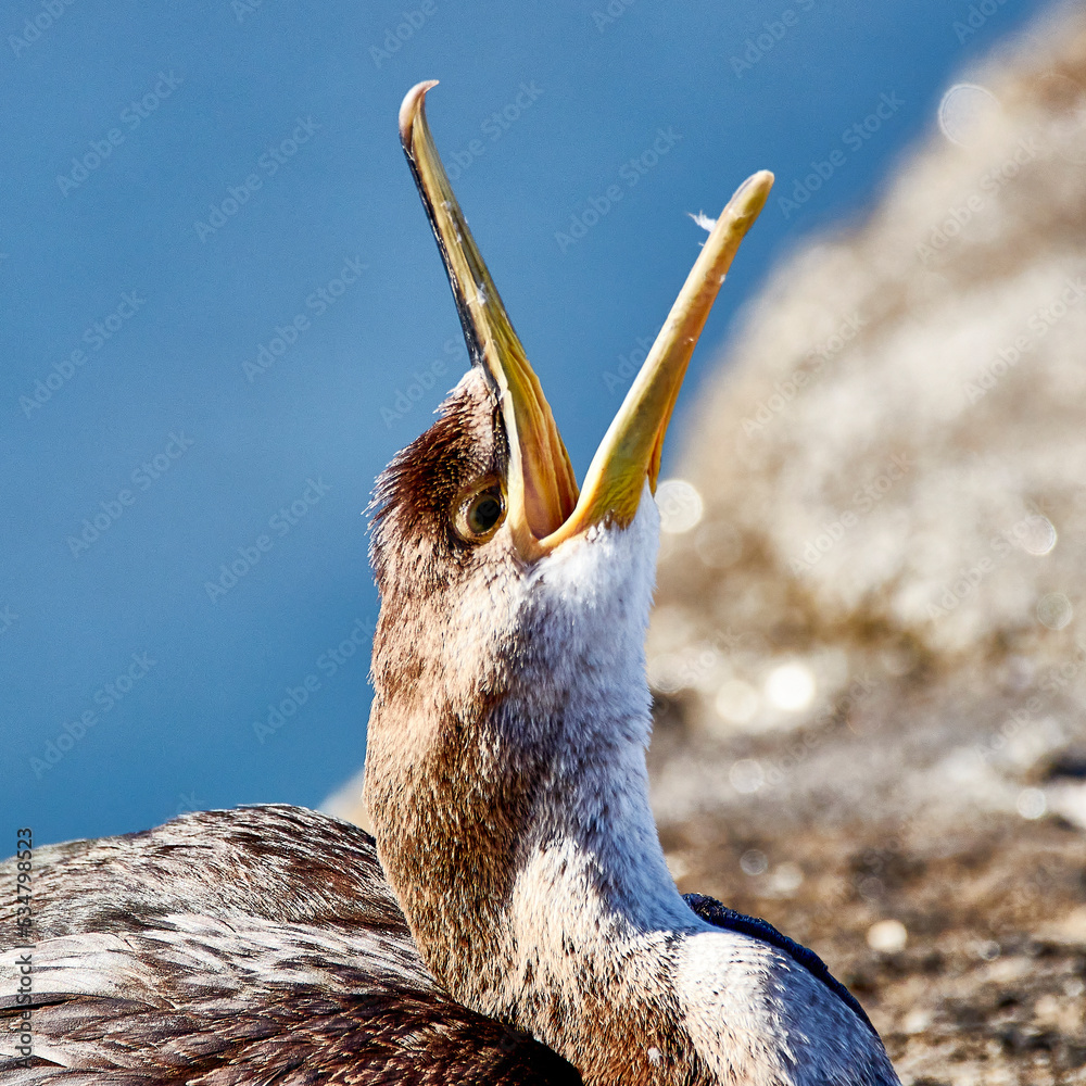 Poster cormorant on the rock