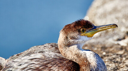 cormorant on the rock
