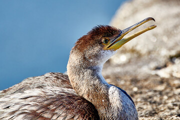 cormorant on the rock