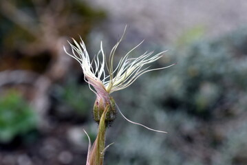 Nahaufnahme einer verwelkten Silberwurzbl&uuml;te
