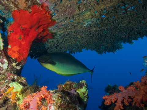 Large fish hiding under table coral ona reef in the Red Sea, Egypt.  Underwater photography and travel.