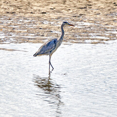 great blue heron