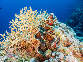 The maxima clam (Tridacna maxima), also known as the small giant clam, in the Red Sea, Egypt.  Underwater photography and travel.