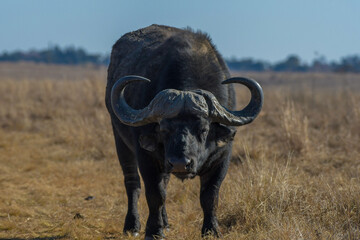 African Buffalo bull portrait with big horns