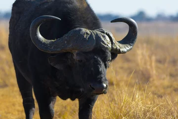 Crédence de cuisine en verre imprimé Parc national du Cap Le Grand, Australie occidentale African Buffalo bull portrait with big horns