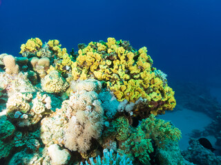 Colorful coral reef of the Red Sea, Egypt.  Underwater photography and travel.