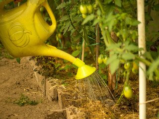 grandmother watering tomatoes in a greenhouse in the country © Максим