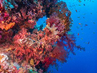 Fototapeta na wymiar Colorful coral reef of the Red Sea, Egypt. Underwater photography and travel.