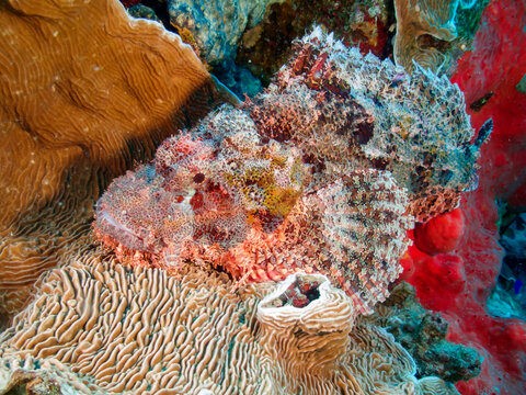 Tasseled Scorpionfish (Scorpaenopsis oxycephala), firefish or goblinfish on a reef in the Red Sea, Egypt.  Underwater photography and travel.