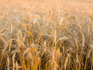 Bright ripe grain field - yellow wheat .harvesting