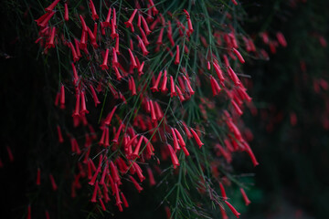 Dark blurred photo of firecracker plant red flowers on black backround