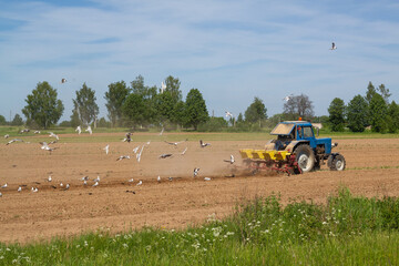 Fototapeta na wymiar A tractor plows the land, a flock of seagulls flies behind the tractor in search of food on the plowed land