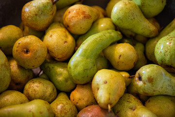 Pears . Birnen . Pyrus 