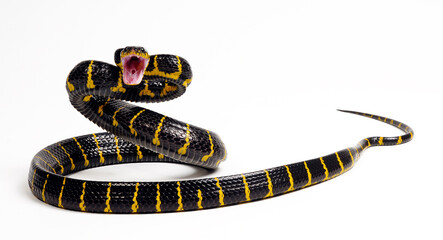 Naklejka premium Mangrove snake // Mangroven-Nachtbaumnatter (Boiga dendrophila) 
