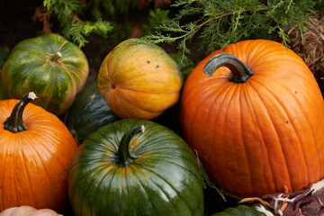 pumpkins on the grass