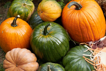 pumpkins and gourds