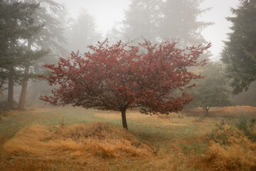 Colorful Autumn Leaves on a Plum Tree on a Foggy Morning. Misty forest scene with a lone plum tree in this atmospheric scene in the Pacific Northwest.