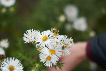bush of daisies with a bee