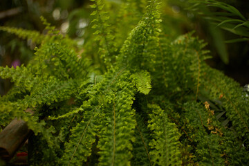close up of a bunch of parsley