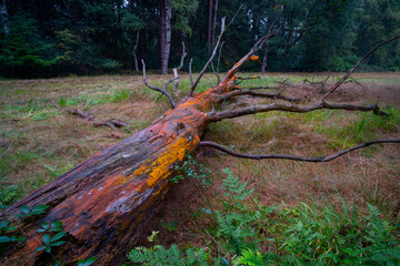 rotten tree trunk