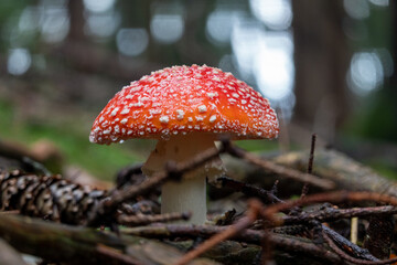 Fliegenpilz . Fly Agaric . Amanita muscaria