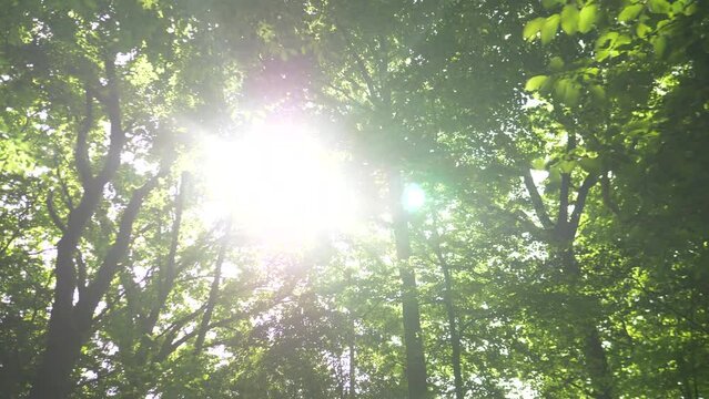 Sunlight popping through Tree Canopy in English Woodland