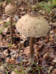EDIBLE PARASOL MUSHROOM IN WOODLAND IN CROATIA. LATIN NAME OF MACROLEPIOTA PROCERA.