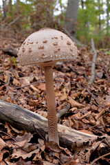 EDIBLE PARASOL MUSHROOM IN WOODLAND IN CROATIA. LATIN NAME OF MACROLEPIOTA PROCERA.