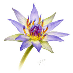 Hand draw botanical  watercolor illustration of blue egyptian lotus flower isolated on white.