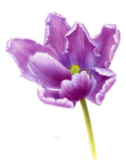 Hand draw botanical  watercolor illustration of purple parrot tulip flower isolated on white.