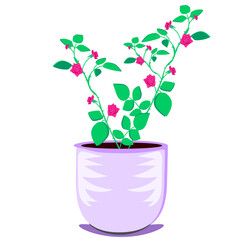 Rose in a pot